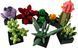 LEGO Конструктор LEGO Botanicals Сукуленти 2 - магазин Coolbaba Toys