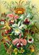 GoodLoot Пазл Ernst Haeckel Orchid 1000 эл. 6 - магазин Coolbaba Toys