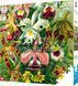 GoodLoot Пазл Ernst Haeckel Orchid 1000 эл. 2 - магазин Coolbaba Toys