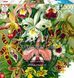 GoodLoot Пазл Ernst Haeckel Orchid 1000 эл. 3 - магазин Coolbaba Toys
