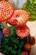 LEGO Конструктор LEGO Botanicals Лісові гриби 12 - магазин Coolbaba Toys