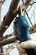 Bosch Секатор Pro Pruner SOLO акумуляторний, 12В, 3.0 Ач, до 25мм, 1кг 6 - магазин Coolbaba Toys