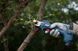 Bosch Секатор Pro Pruner SOLO акумуляторний, 12В, 3.0 Ач, до 25мм, 1кг 2 - магазин Coolbaba Toys